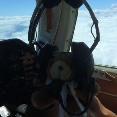 copilot bear