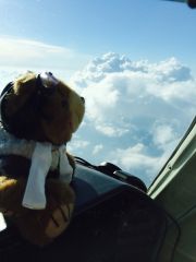 CoPilot Bear Spies the Cell Easily From Altitude