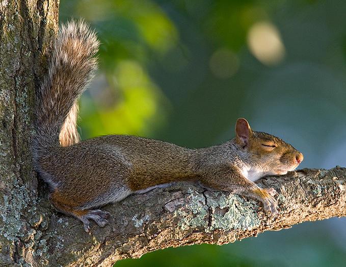 #sleepingsquirrel's album