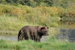 Small Brown Bear