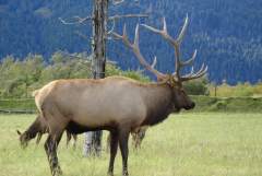 Roosevelt Elk