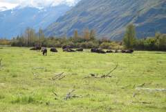 Woodland Buffalo