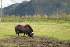 Musk Ox