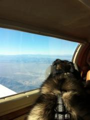 My dog enjoying the view of the grand canyon