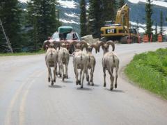 Wildlife Glacier Nat Park