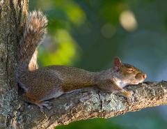 Do squirrels dream?