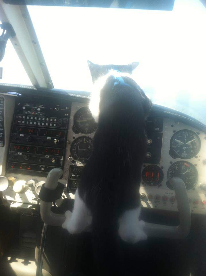 How to handle fur flying-Control That Cat!