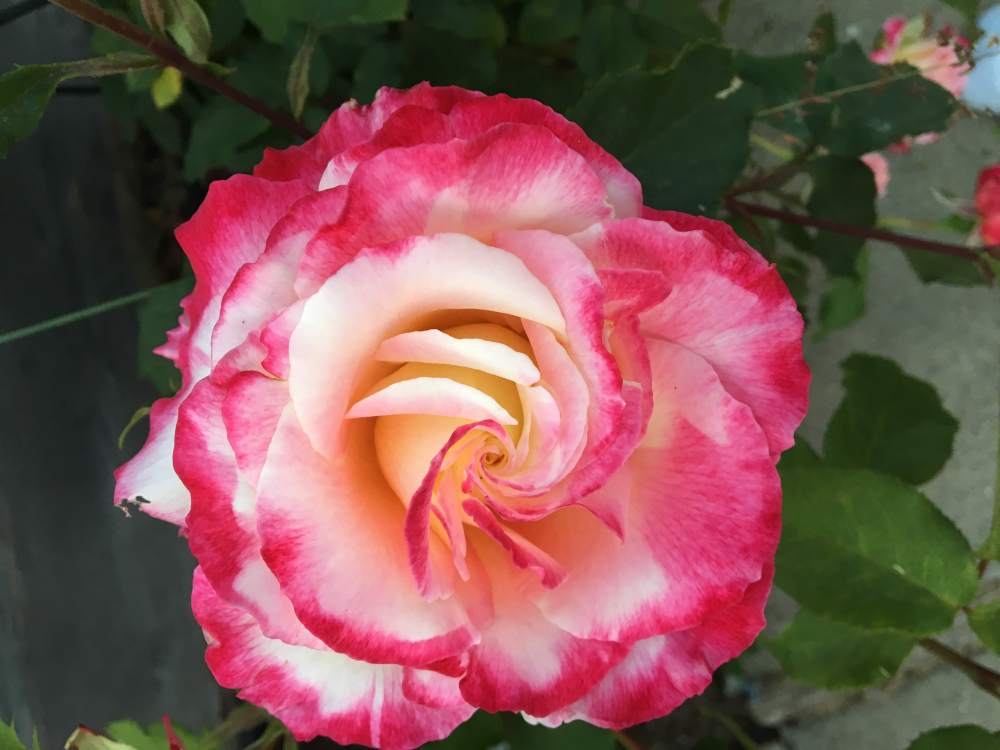 Rose.JPG