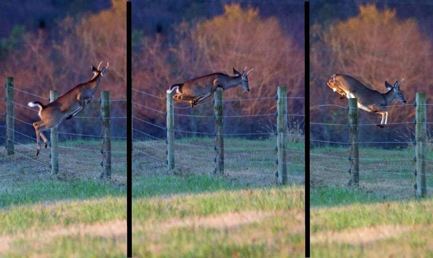 deer jumping high