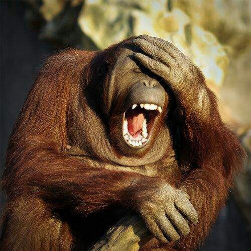 LAUGHINGORANGUTAN.jpg.c6a89b83141af62f9ff1c890f218c933.jpg